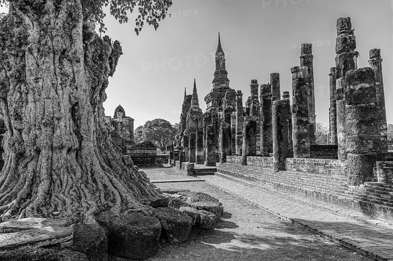 Deciduous tree with gnarled trunk, Wat Mahathat Buddhist temple complex, historical park, black and white photo, Sukhothai Province, Thailand