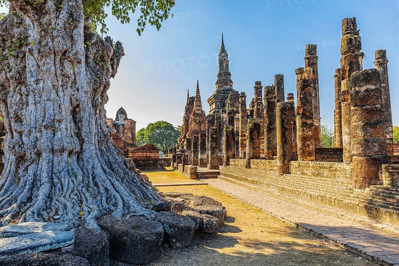 Deciduous tree with gnarled trunk, Wat Mahathat Buddhist temple complex, historical park, Sukhothai, Sukhothai province, Thailand