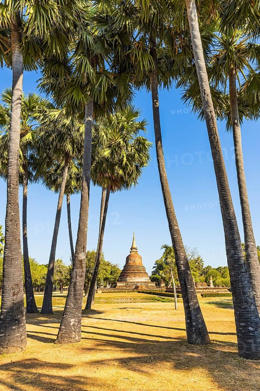 Palm trees in the historic park with a historic temple tower in the back, Prang, Sukhothai, Sukhothai province, Thailand