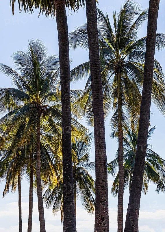 Palm trees in historical park, Sukhothai, Sukhothai province, Thailand