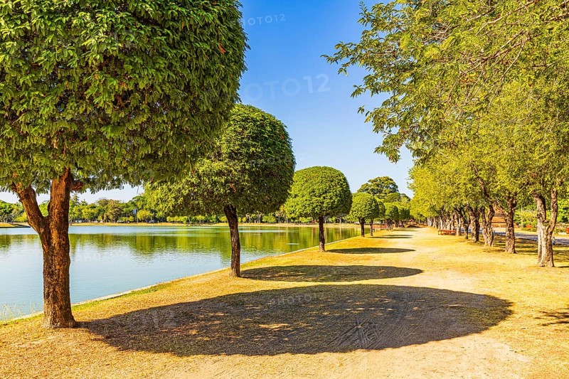 Avenue with green deciduous trees and shade, Sukhothai Historical Park, Sukhothai Province, Thailand