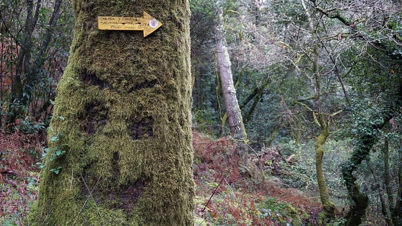 Moss-covered tree with a smiley scratched in the moss in the forest with a signpost on the Caminho Portugues, Portugal, Spain