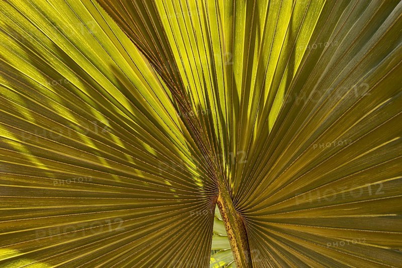 Light and shadow on a fan palm leaf, historic Buddhist temple complex, Ayutthaya, Thailand