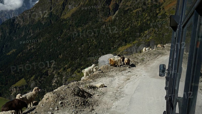 A group of goats (caprae) standing by the roadside on the Manali-Leh highway, Himachal Pradesh, trekking in Ladakh, India