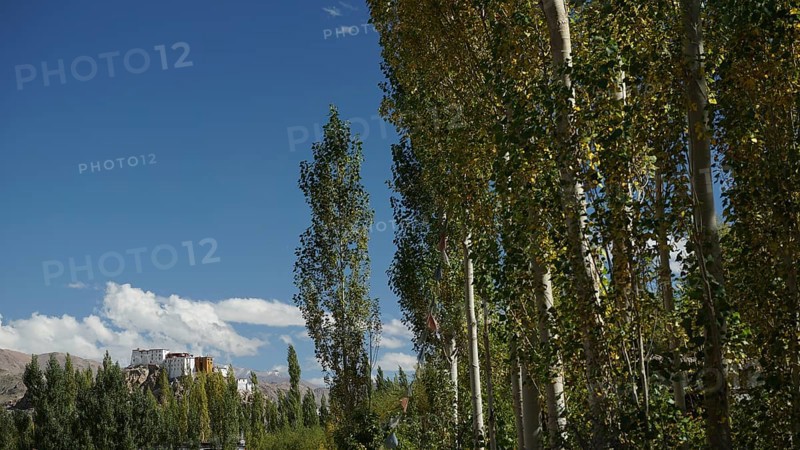 Tall trees with green foliage against a clear blue sky and a distant Buddhist monastery, trekking in Ladakh, Himalayas, India