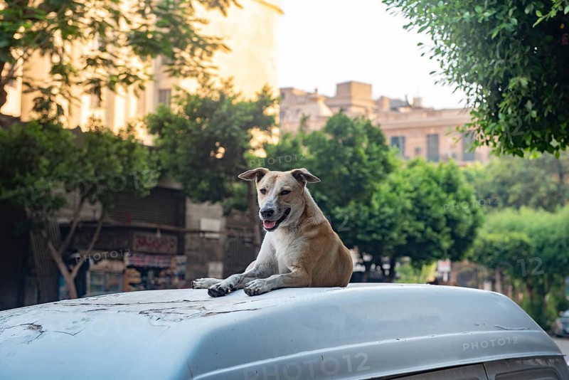 A stray Egyptian street dogs sits on top of a parked car in the summer heat of Downtown Cairo, Egypt