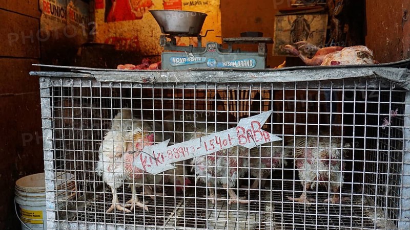 Close-up of a cage with chickens (gallus gallus domesticus) with a scale on top in an Indian market shop, Manali, Himachal Pradesh, India