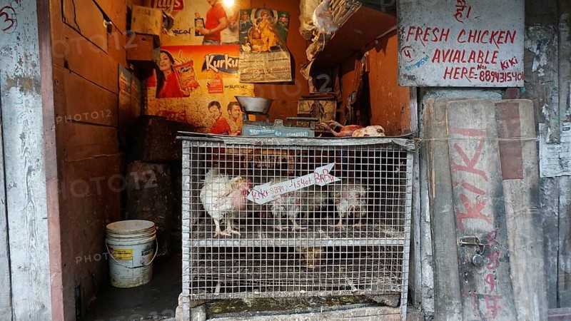 Stall illuminated by a light bulb with live chickens (gallus gallus domesticus) in a cage and advertising signs, Manali, Himachal Pradesh, India