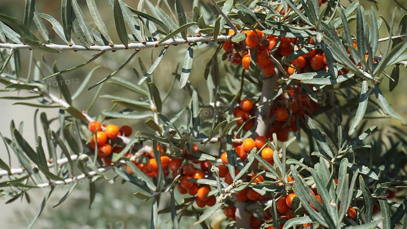 Close-up of bushes with bright orange sea buckthorn berries (hippophae rhamnoides) and green leaves, Ladakh, Himalayas, India