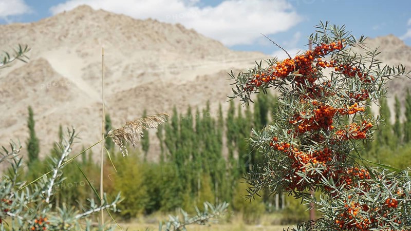 Mountains in the background with bushes full of sea buckthorn (hippophae rhamnoides) in the foreground in a desert landscape, Ladakh, Himalayas, India