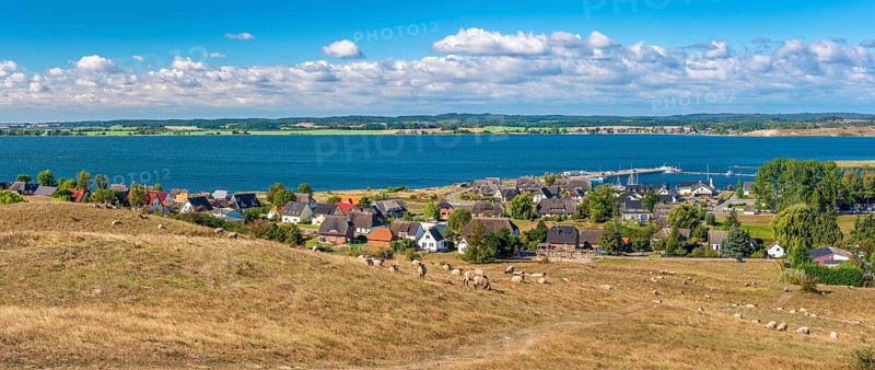 Sheep graze in the hilly landscape of the Zicker Mountains, including Zicker Alps, view across the lagoon landscape to the village of Gager with harbour, Mönchgut nature reserve, Groß Zicker, Mönchgut peninsula, Rügen island, Mecklenburg-Western Pomerania, Germany