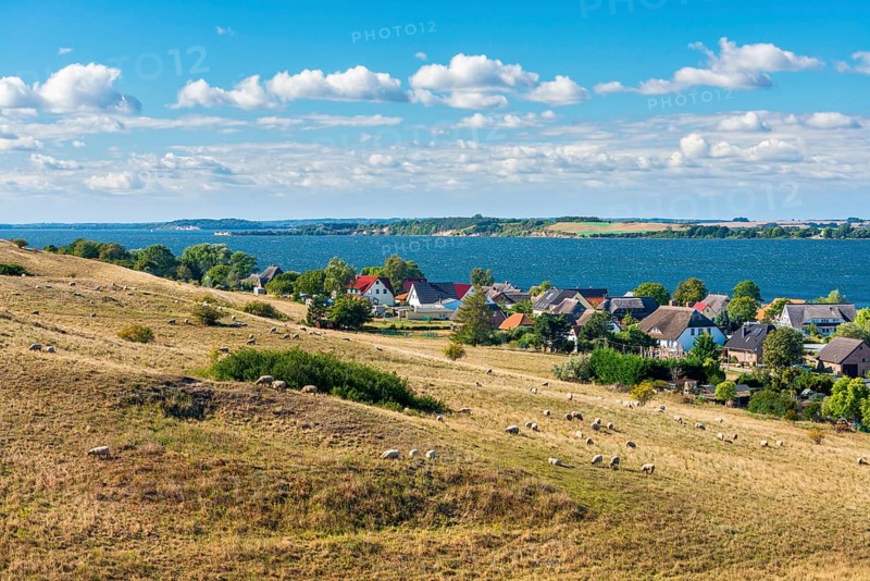 Sheep graze in the hilly landscape of the Zicker Mountains, including Zicker Alps, view across the lagoon landscape to the village of Gager, Mönchgut nature reserve, Groß Zicker, Mönchgut peninsula, Rügen island, Mecklenburg-Western Pomerania, Germany