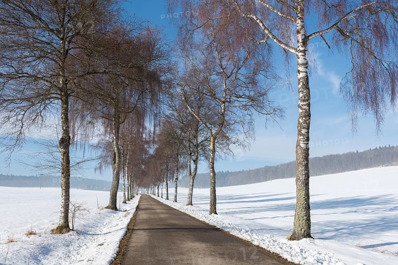 Wintery road flanked by a row of bare birch trees under a blue sky, Swabian Jura, Baden-Württemberg, Germany