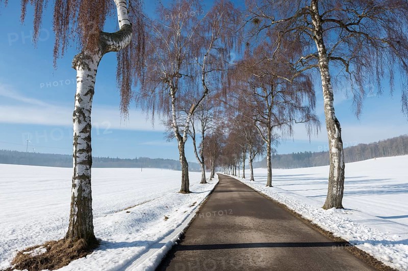 A snow-covered birch tree alley runs through the countryside, flanked by bare trees, Swabian Jura, Baden-Württemberg, Germany