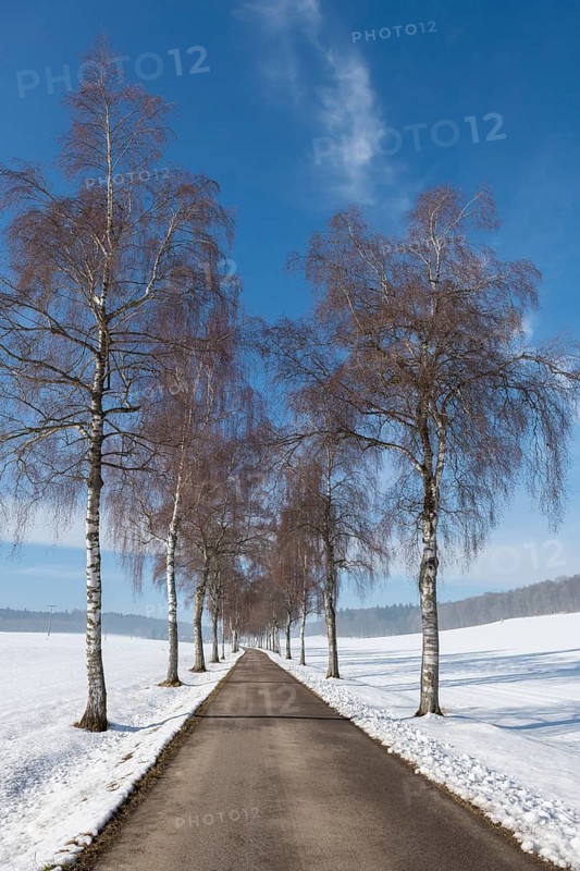 Straight birch alley between snow-covered fields and bare trees under a blue sky, Swabian Jura, Baden-Württemberg, Germany