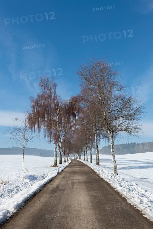 A birch alley with bare trees leads through a snow-covered winter landscape under clear skies, Swabian Jura, Baden-Württemberg, Germany