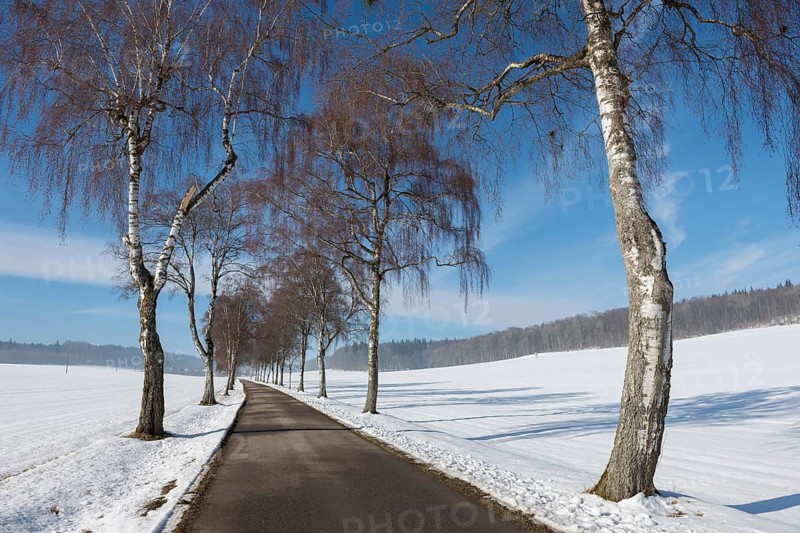 Snow-covered road with birch tree alley and blue sky, quiet winter landscape, Swabian Jura, Baden-Württemberg, Germany
