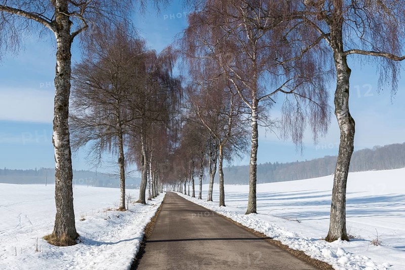 A birch tree alley runs straight ahead through a snow-covered landscape flanked by bare trees, Swabian Jura, Baden-Württemberg, Germany