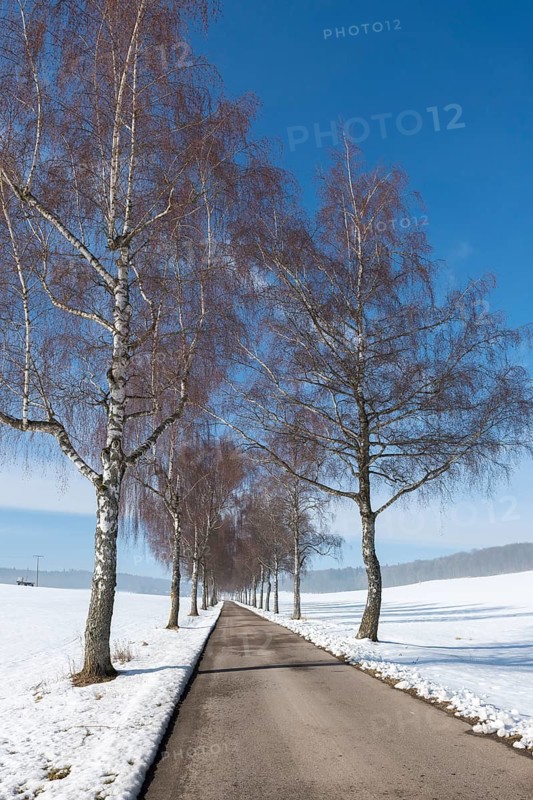 A snow-covered path flanked by birch trees leads through a quiet winter landscape, Swabian Jura, Baden-Württemberg, Germany