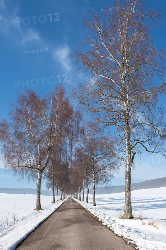 Avenue lined with birch trees leading through a snow-covered winter landscape under a blue sky, Swabian Jura, Baden-Württemberg, Germany