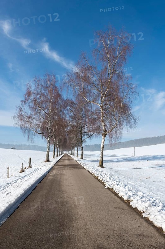 A snow-covered avenue with birch trees under a clear blue winter sky, Swabian Jura, Baden-Württemberg, Germany