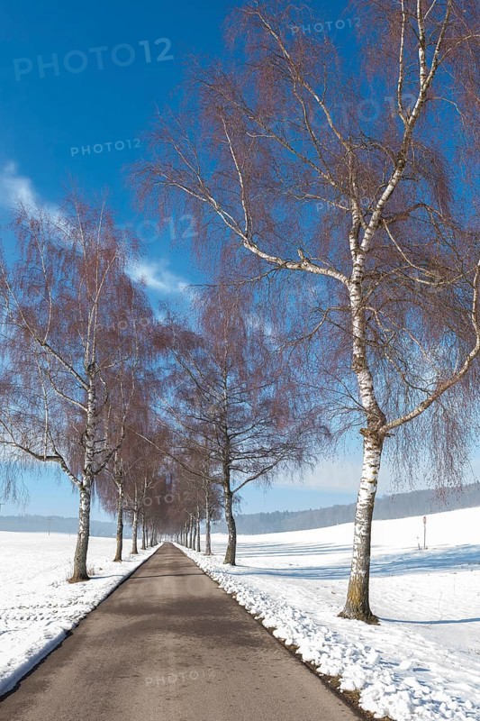Birch trees line a snowy avenue that stretches through a winter landscape, Swabian Jura, Baden-Württemberg, Germany