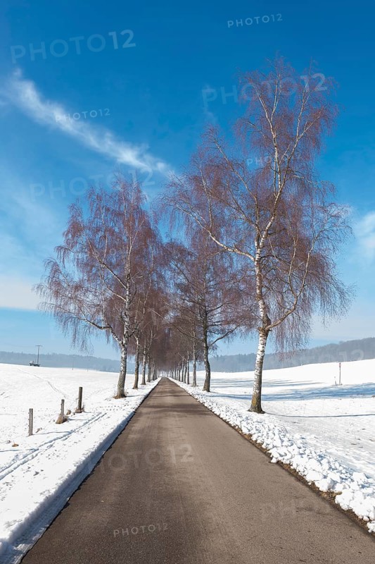 A road flanked by birch trees leads through a snowy landscape under a blue sky, Swabian Jura, Baden-Württemberg, Germany