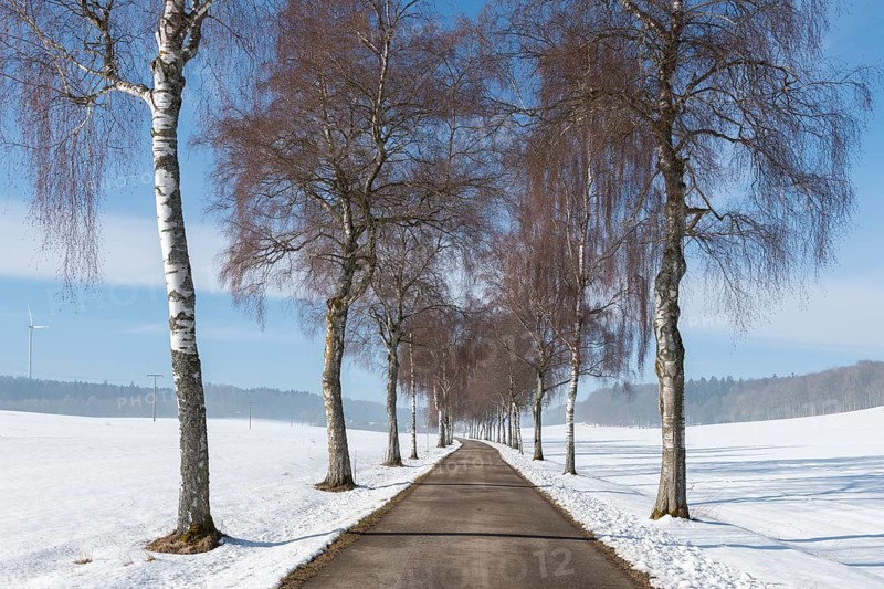Snowy avenue flanked by bare trees, stretches under blue sky, birch trees, Swabian Jura, Baden-Württemberg, Germany
