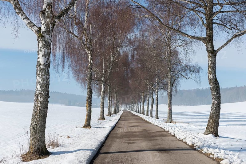 A road lined with birch trees runs through a white winter landscape with clear skies, Swabian Jura, Baden-Württemberg, Germany