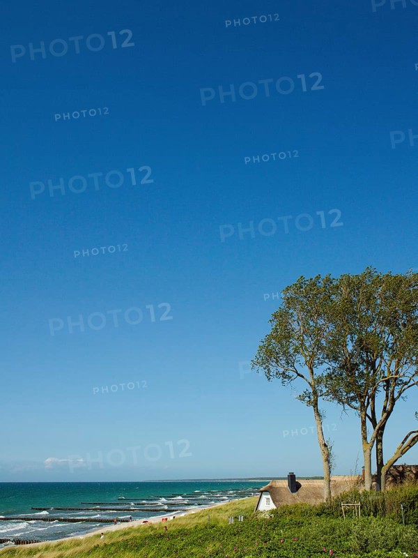 Coastal scene, blooming plants in the foreground, with a thatched building, Ahrenshoop, Baltic Sea, Vorpommern-Rügen district in Mecklenburg-Western Pomerania, Germany