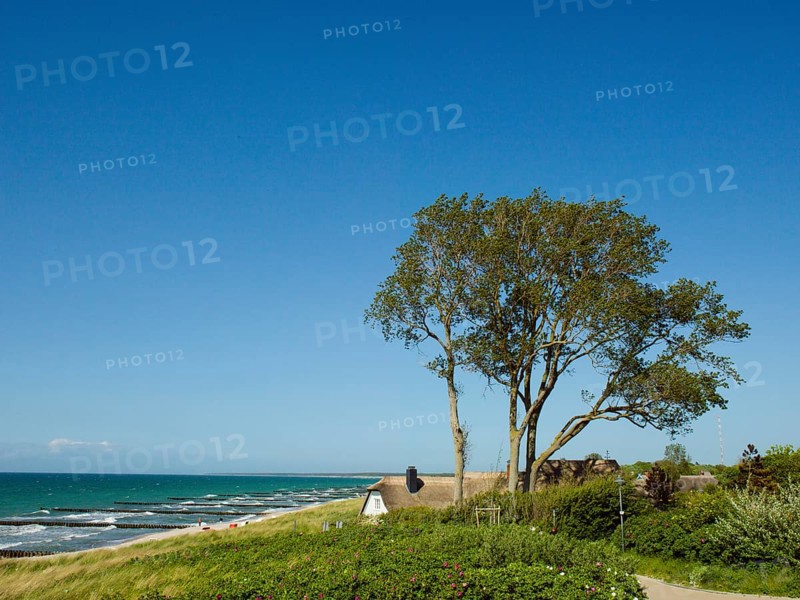 Coastal scene, blooming plants in the foreground, with a thatched building, Ahrenshoop, Baltic Sea, Vorpommern-Rügen district in Mecklenburg-Western Pomerania, Germany