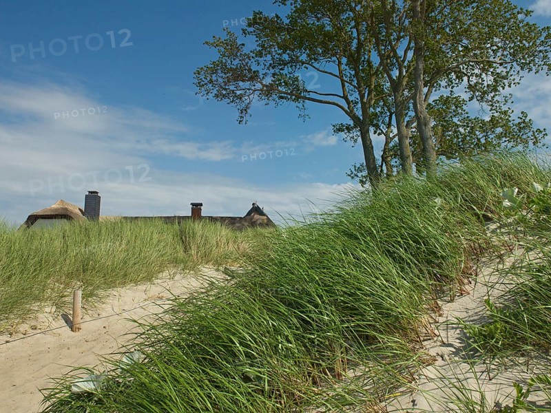 Coastal scene, marram grass (Ammophila arenaria), beach access, Ahrenshoop, Baltic Sea, district Vorpommern-Rügen in Mecklenburg-Vorpommern, Germany