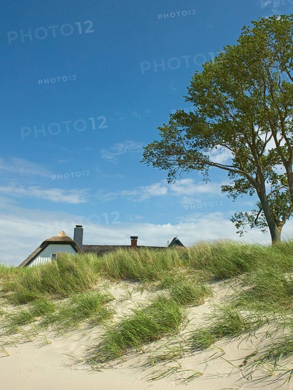 Coastal scene, marram grass (Ammophila arenaria), Ahrenshoop, Baltic Sea, district of Vorpommern-Rügen in Mecklenburg-Vorpommern, Germany