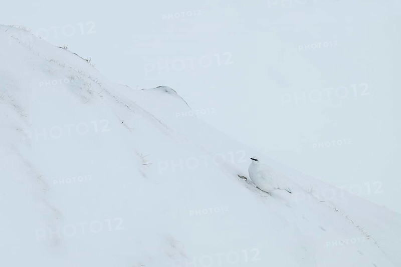 Rock ptarmigan (Lagopus mutus) in winter dress, Hafelekar, Karwendel mountains, Tyrol, Austria