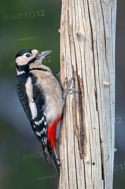 Great spotted woodpecker (Picoides major), on a tree trunk, Terfens, Tyrol, Austria