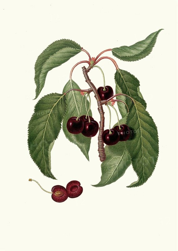 Cerasus duracina, botanically a group of sweet cherries, in particular so-called cartilage cherries, which are characterized by firm flesh, authentic, digitally restored reproduction from a 19th century original, exact date of presentation unknown, historical