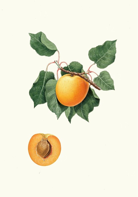Historic variety of common apricot, Prunus armeniaca, known as Vulgaris Germanica or Albicocca di Germania, authentic, digitally restored reproduction from a 19th century model, exact date of presentation unknown, historical