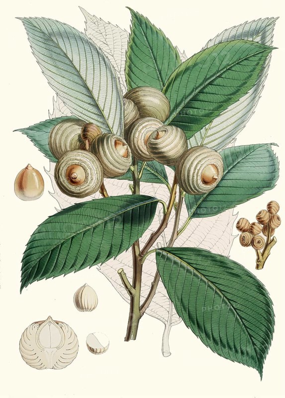 Quercus lamellosa, type of oak native to the Himalayas and the adjacent mountains from Tibet and Nepal east to Guangxi and northern Thailand