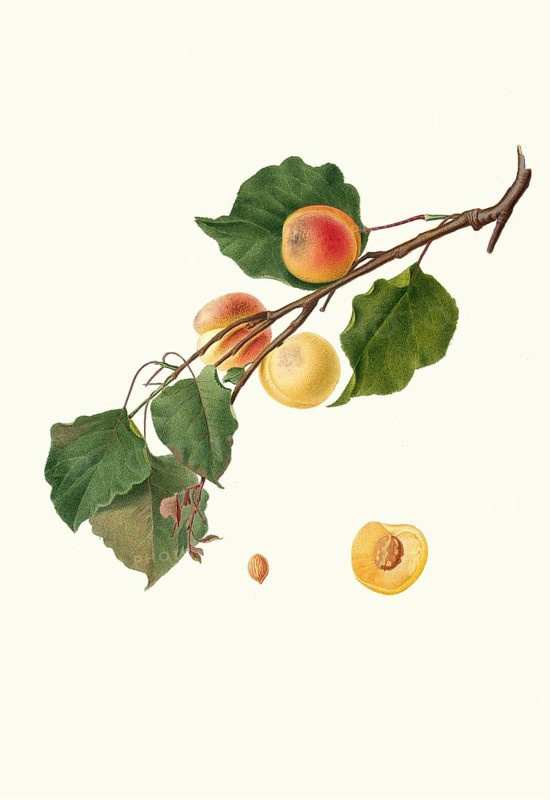 Armeniaca Alexandrina, also Albicocca Alessandrina a Mandorla Amara, is a historic apricot variety, authentic, digitally restored reproduction from a 19th century original, exact date of presentation unknown, historical