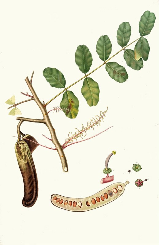 Carob tree, Ceratonia siliqua, also carub tree or carob tree, authentic, digitally restored reproduction from a 19th century model, exact date of depiction unknown, historical