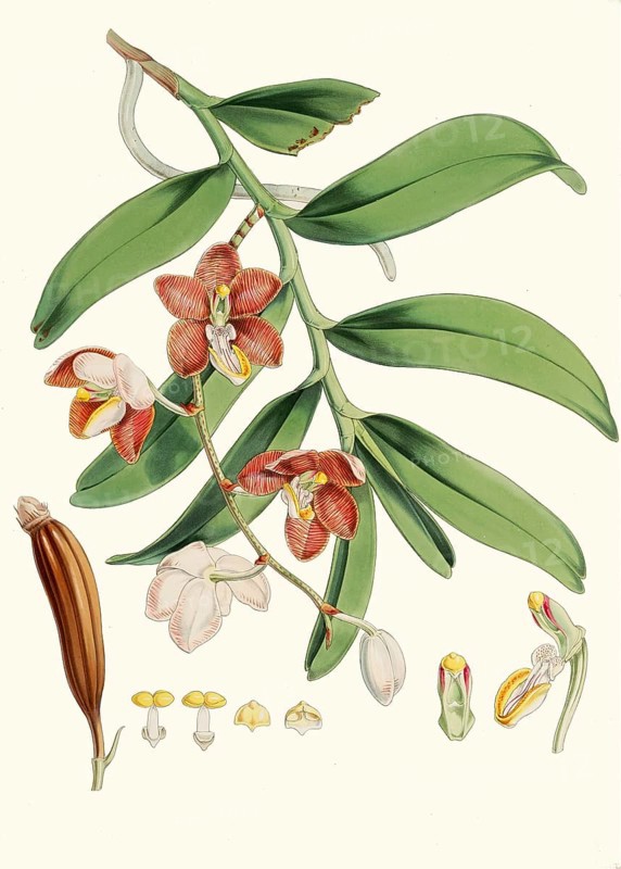 Vanda cathcarti, syn. Esmeralda cathcartii, evergreen epiphytic orchid that grows in cool, shady forests in the Himalayas, Sikkim, Nepal and Bhutan