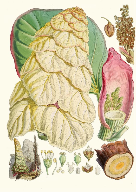 Rheum nobile, Sikkim rhubarb or noble shubarb, huge herbaceous plant from the cruciferous family and is found in the Himalayas, from northeast Afghanistan, east through northern Pakistan and India, Nepal, Bhutan and Tibet to Myanmar