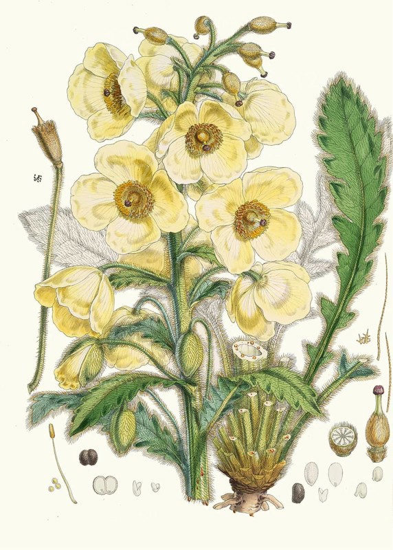 Meconopsis Nepalensis, Nepali poppy or satin poppy, is a distinctive, short-lived perennial from the poppy family