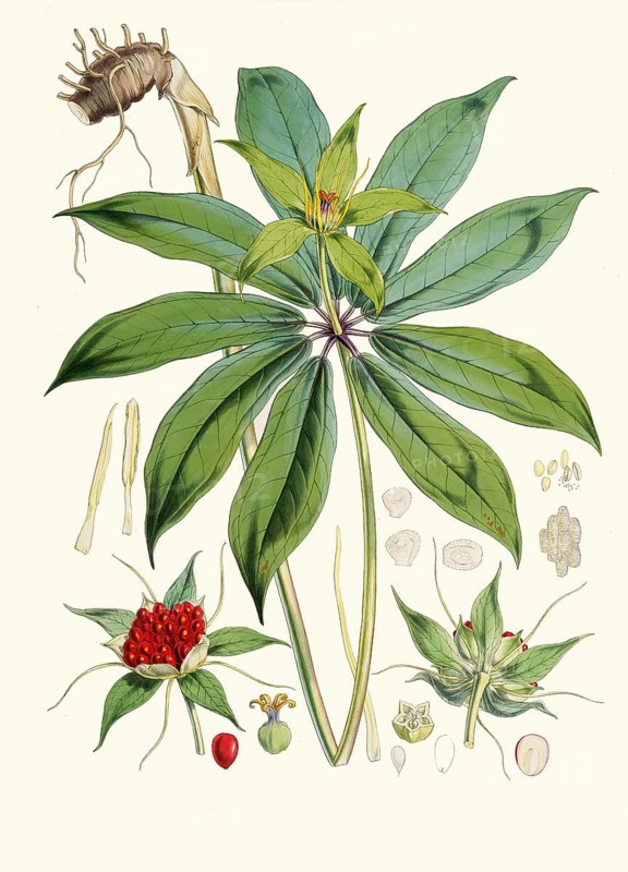 Paris polyphylla, a flowering plant native to China, the Indian subcontinent and Indo-China