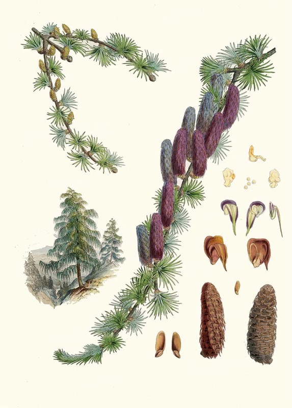 Larix griffithii, Sikkim larch, conifer from the larch genus found in the eastern Himalayas and in neighboring areas
