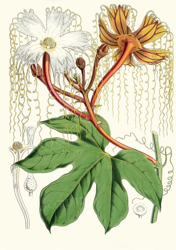 Hodgsonia heteroclita, Chinese lard seed, perennial climbing plant (liana) from the gourd family (Cucurbitaceae)