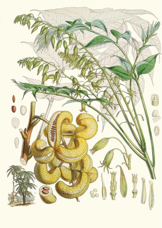 Decaisnea insignis, blue pepper, blue cucumber tree, native to the Himalayas