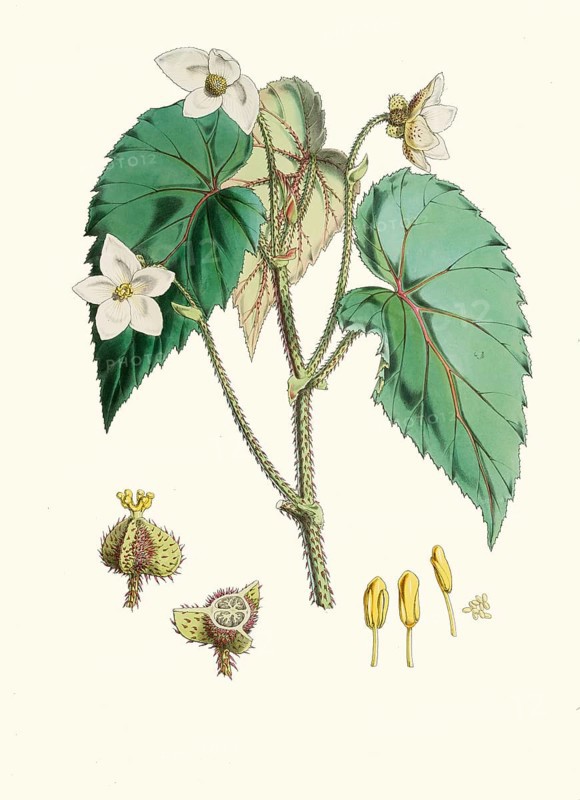 Begonia cathcartii, Red-Hair Begonia, is a rhizome-forming herbaceous plant that is native to the eastern foothills of the Himalayas