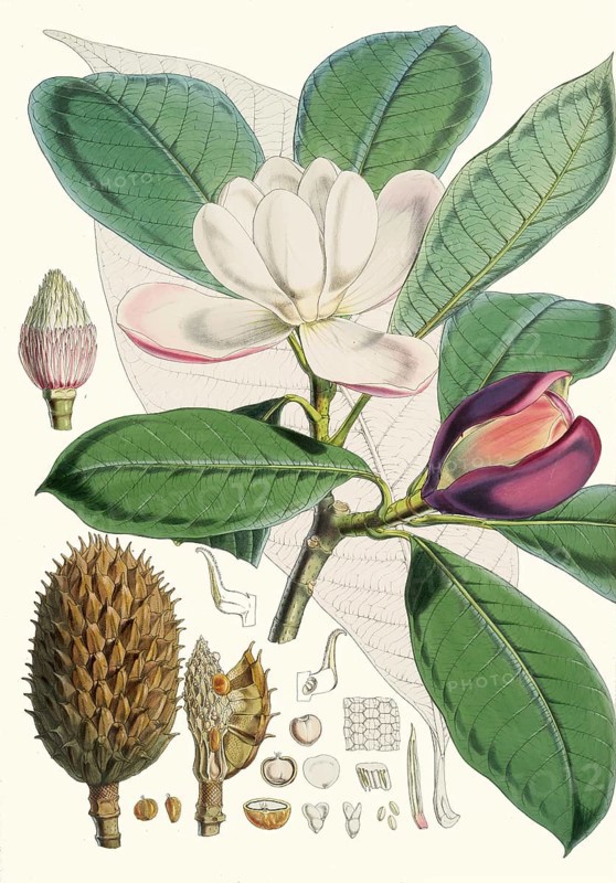 Magnolia hodgsonii, a species of magnolia native to the forests of the Himalayas and Southeast Asia and found in Bhutan, southwest China, Tibet, northeast India, northern Myanmar, Nepal, and Thailand