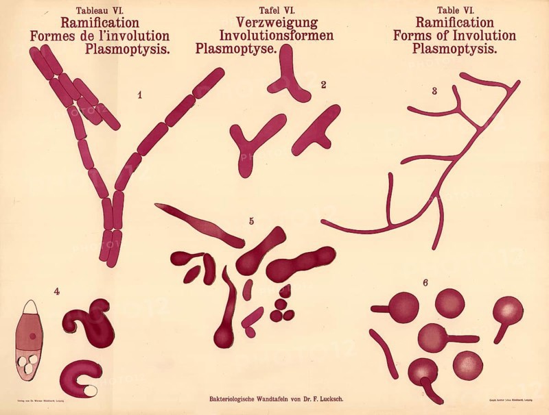 The various forms of bacterial branches, involutions and plasmoptysis, morphological changes in bacteria under various conditions, authentic, digitally restored reproduction from a 19th century original, exact date of presentation unknown, historical
